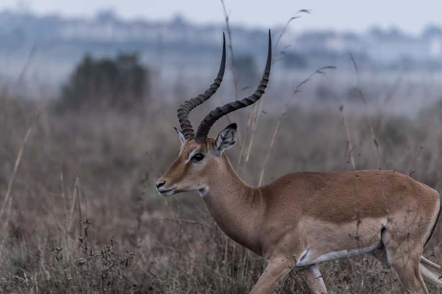 Best day trip safari from Zanzibar to Mikumi Park by flight - Key points to know before booking