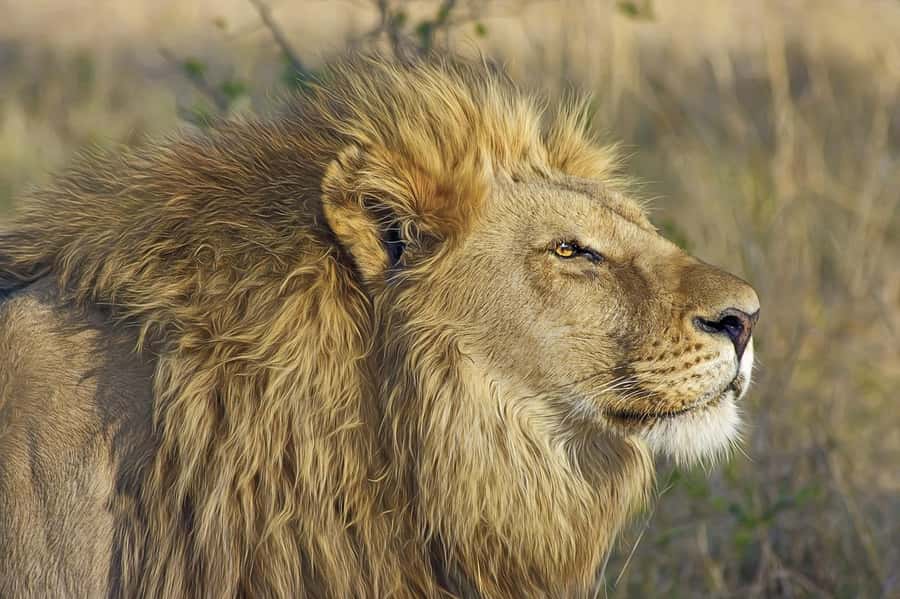 Best day trip safari from Zanzibar to Mikumi Park by flight - Flying from Zanzibar to Mikumi