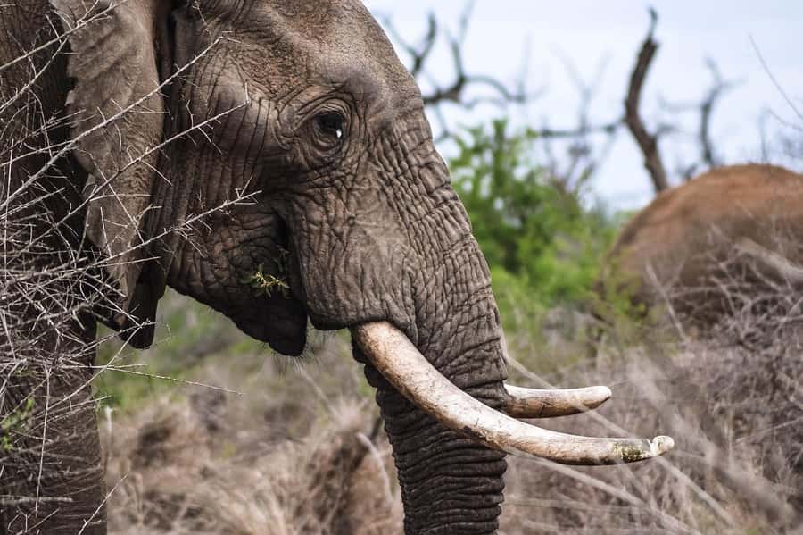 Best day trip safari from Zanzibar to Mikumi Park by flight - The 5:00 a.m. hotel pickup