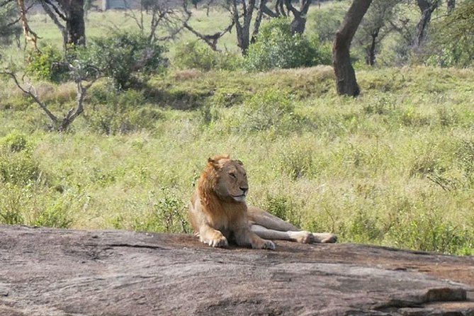 Best Ngorongoro crater Tanzania Safari 1- Day tour Experience - Four to six hours among crater wildlife