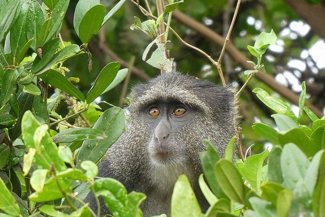 Best Ngorongoro crater Tanzania Safari 1- Day tour Experience - A picnic beside hippos