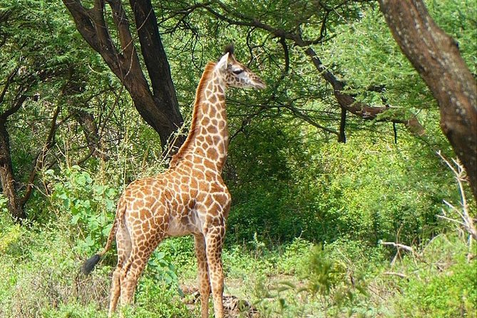 Best Ngorongoro crater Tanzania Safari 1- Day tour Experience - What the $300 price really covers