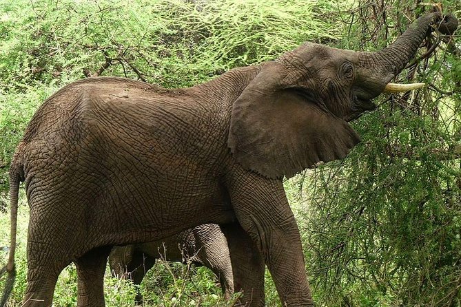 Best Ngorongoro crater Tanzania Safari 1- Day tour Experience - Who will enjoy this Ngorongoro day trip