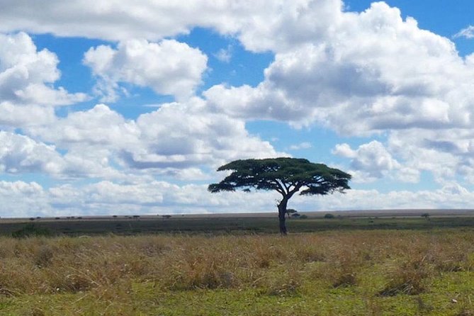 Best Ngorongoro crater Tanzania Safari 1- Day tour Experience - Booking, cancellation, and practical details