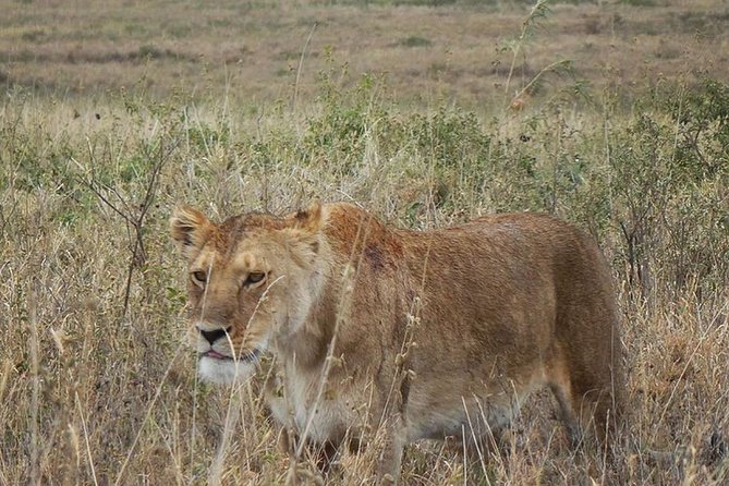 Best Ngorongoro crater Tanzania Safari 1- Day tour Experience - Leaving Arusha after breakfast