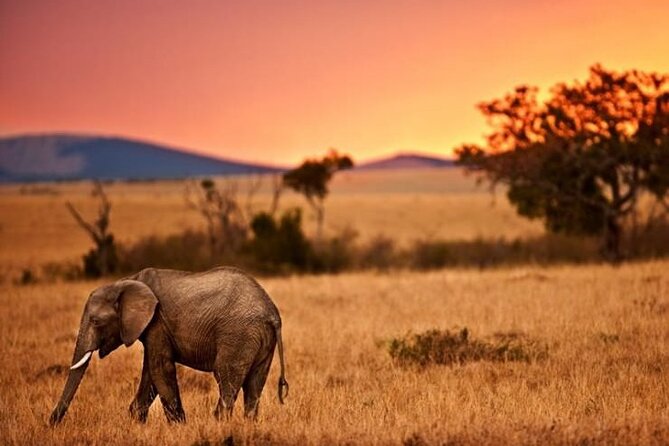 Best Of Six Days Safari Camping safari - Day 4: the main Serengeti wildlife day