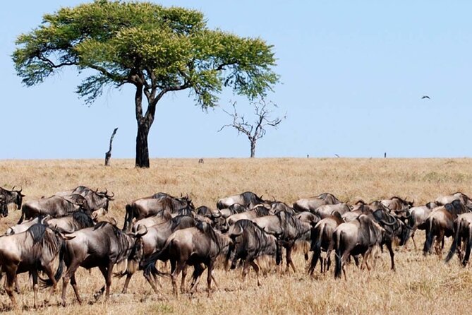 Best Of Six Days Safari Camping safari - What the guide and group size mean in practice