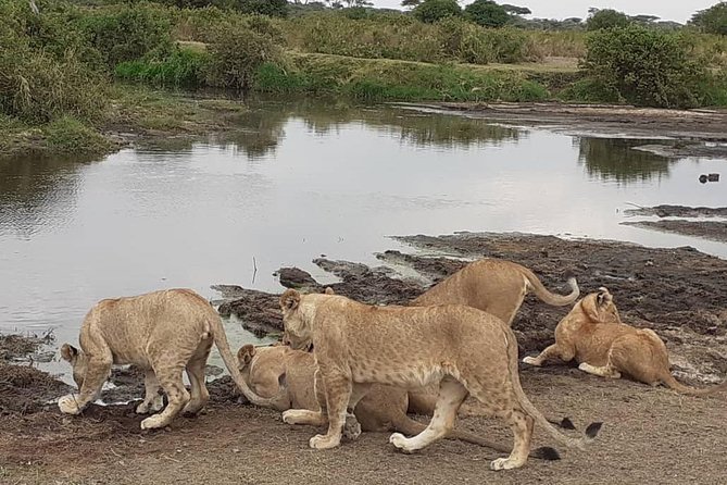 Best of Tanzania 5days 4nights safari - Five things to know before booking