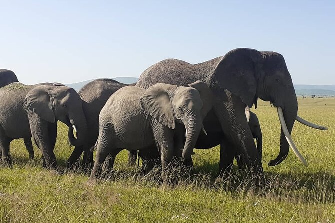 Best of Tanzania 5days 4nights safari - What this Tanzania safari is trying to do