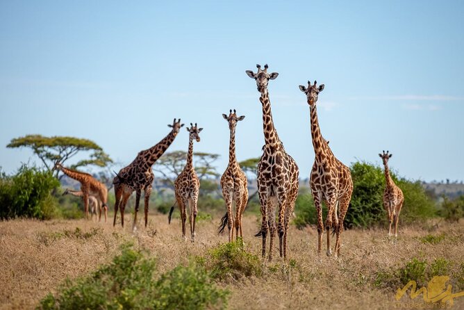Big Five Classic Safari in Tanzania **Sustainable Travel approach - Why this Northern Circuit route works