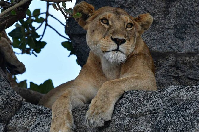 Big Five Classic Safari in Tanzania **Sustainable Travel approach - Day 2: Tarangire’s river, elephants, and giant baobabs