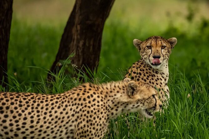 Big Five Classic Safari in Tanzania **Sustainable Travel approach - Day 3: The long road to the Serengeti