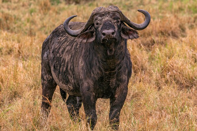 Big Five Classic Safari in Tanzania **Sustainable Travel approach - Day 5: Ngorongoro Crater and the search for black rhino