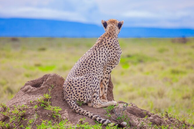 Big Five Classic Safari in Tanzania **Sustainable Travel approach - Day 1: Airport arrival and a soft start in Moshi