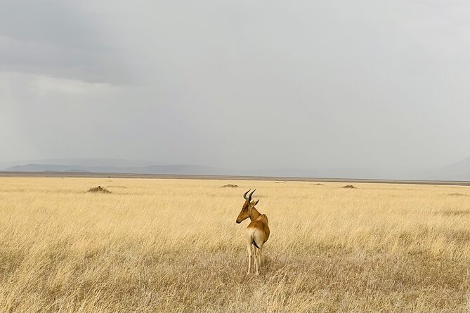 Big Five Dream Safari - Key points to know before booking