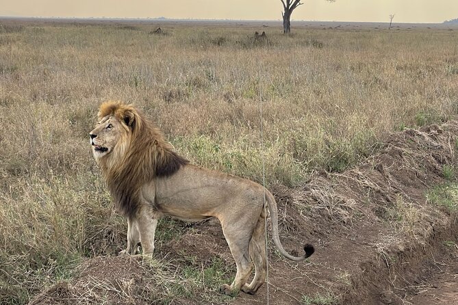 Big Five Dream Safari - Tarangire, Tanzania’s elephant country