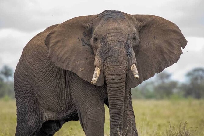 Big Five Luxury Safari in Tanzania - What this seven-day safari is really like