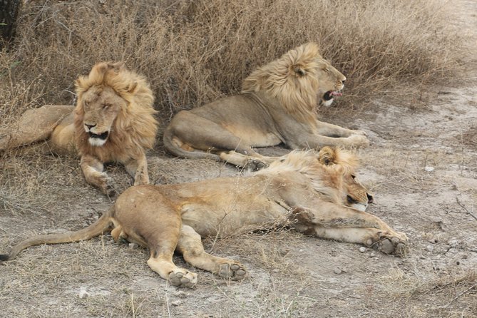 Big Five Luxury Safari in Tanzania - The long road to Serengeti National Park