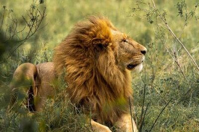 Big Five Luxury Safari in Tanzania