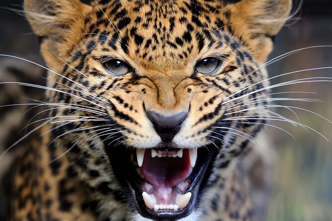 Big Five Luxury Safari in Tanzania - Two nights on the Serengeti plains