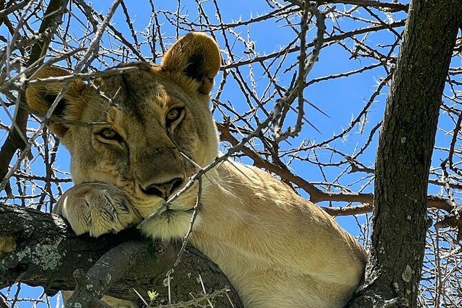 Big Five Luxury Safari in Tanzania - Ngorongoro Crater and the best compact wildlife viewing