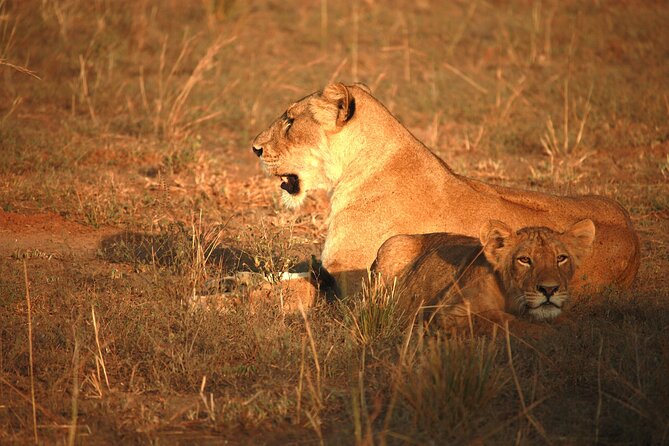 Big Five Luxury Safari in Tanzania - Vehicles, meals, lodging, and the meaning of luxury