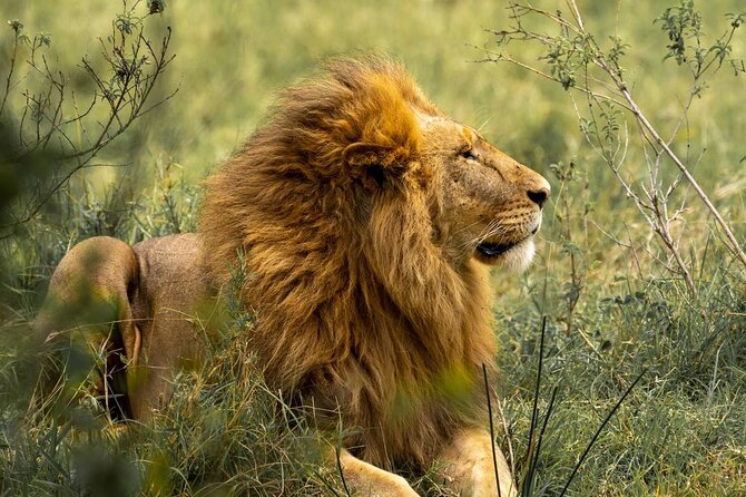 Big Five Luxury Safari in Tanzania - Tarangire National Park and its thirsty-season wildlife