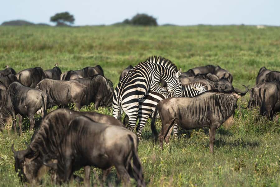Big Five Safari - Key points to know before booking