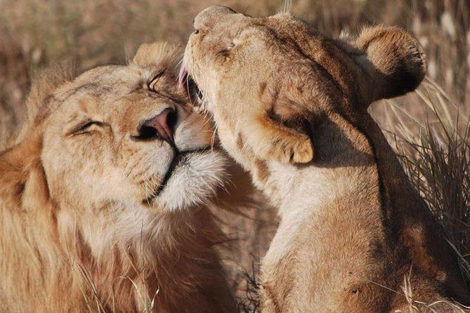 Big Five Safari In Tanzania - Day 2: Tarangire’s elephants and baobab trees