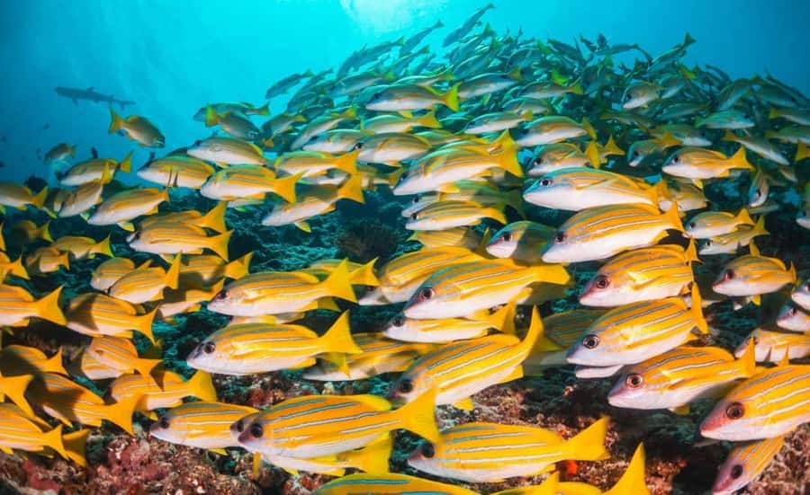 Blue Lagoon Snorkeling, The Rock Restaurant, Kuza Cave Tour - Why this nine-hour Zanzibar day works