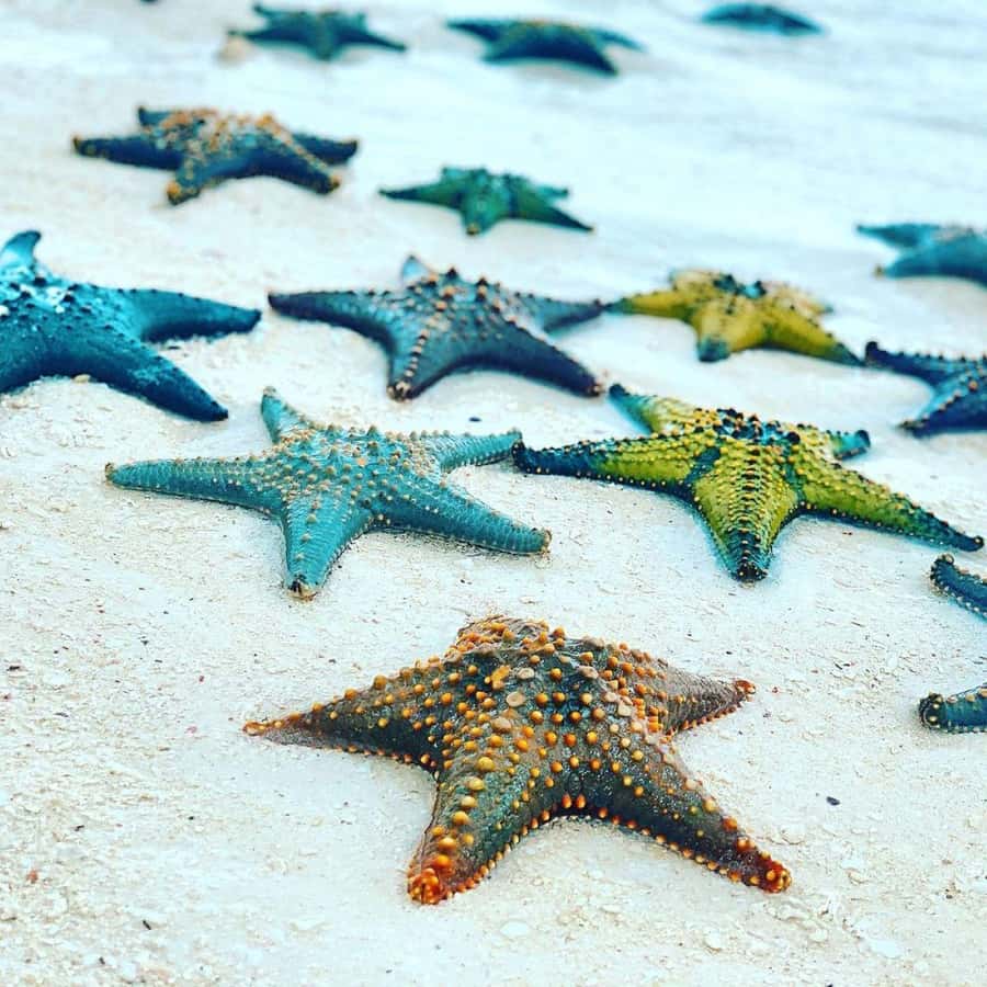 Blue Lagoon Snorkeling, The Rock Restaurant, Kuza Cave Tour - Starfish Beach offers a quieter pause