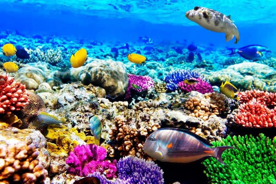 Blue Lagoon Snorkeling, The Rock Restaurant, Kuza Cave Tour - Private pickup makes the morning easier