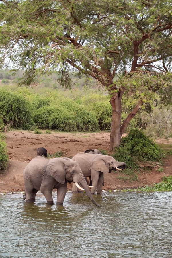 Budget 6-day Safari: Serengeti+Ngorongoro+Tarangire - Key things to know before booking