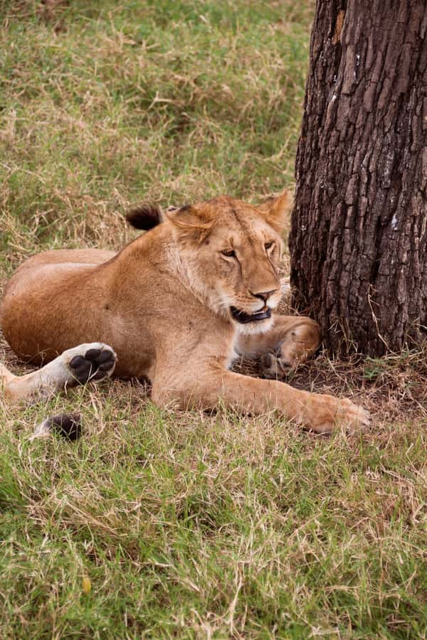 Budget 6-day Safari: Serengeti+Ngorongoro+Tarangire - Why this safari offers solid value at $1,364