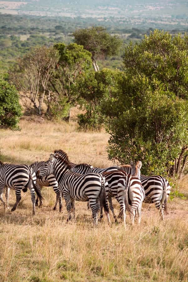 Budget 6-day Safari: Serengeti+Ngorongoro+Tarangire - Day 1: A practical night in Arusha