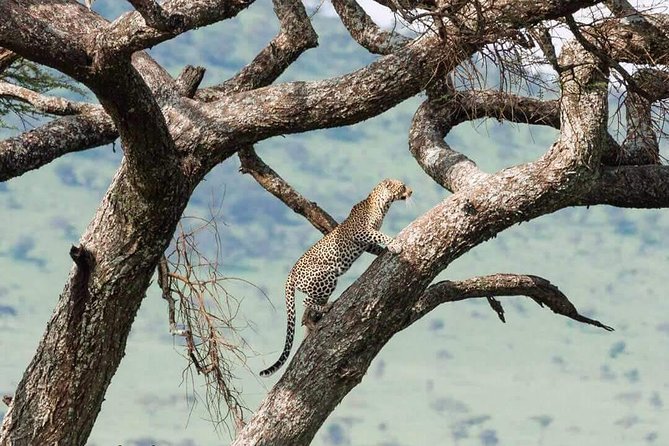 Camping to Serengeti & Ngorongoro Premium Parks - The Big Five question