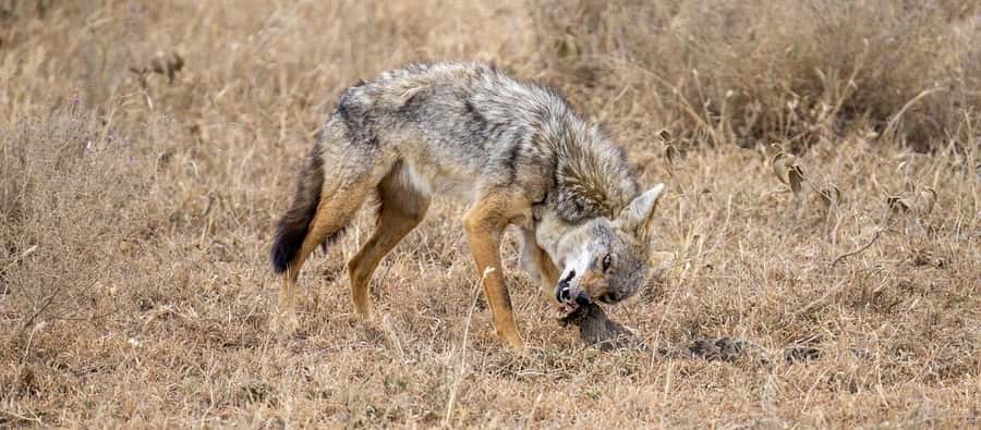 Cheap Tanzania safari: 2 Days Selous from zanzibar - Key points to know before booking