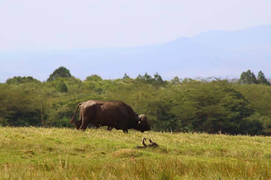 Cheap Tanzania safari: 2 Days Selous from zanzibar - Practical advice before you confirm