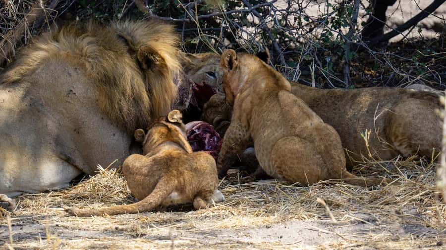 Cheap Tanzania safari: 2 Days Selous from zanzibar - Why this two-day safari works from Zanzibar
