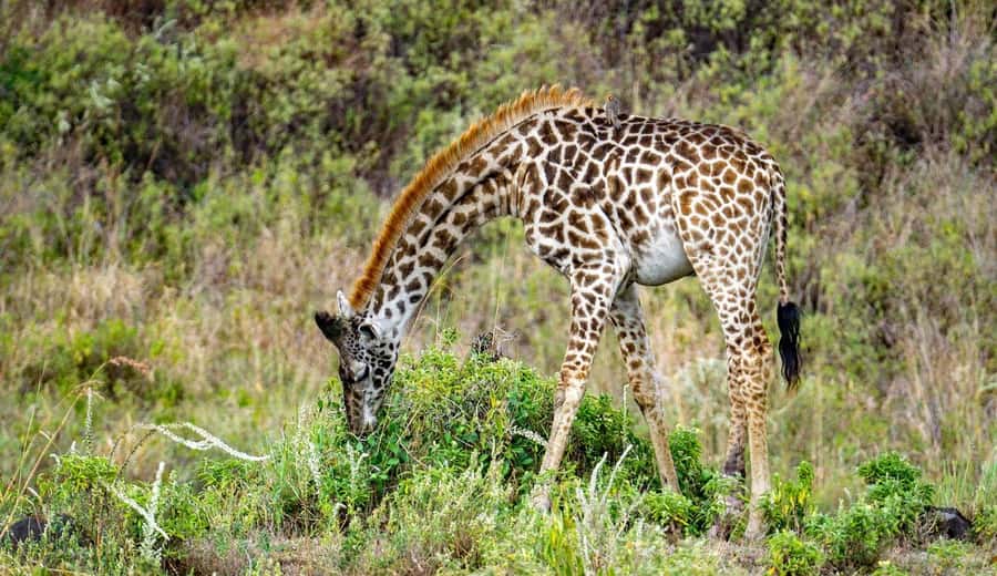 Cheap Tanzania safari: 2 Days Selous from zanzibar - Day one: private game safari and lunch in the park