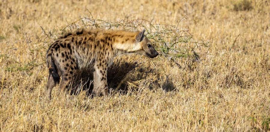 Cheap Tanzania safari: 2 Days Selous from zanzibar - Africa Safari Selous and what mid-range means here