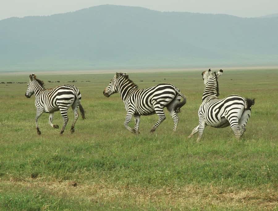 Cheap Tanzania safari: 2 Days Selous from zanzibar - Day two: the Rufiji River by boat