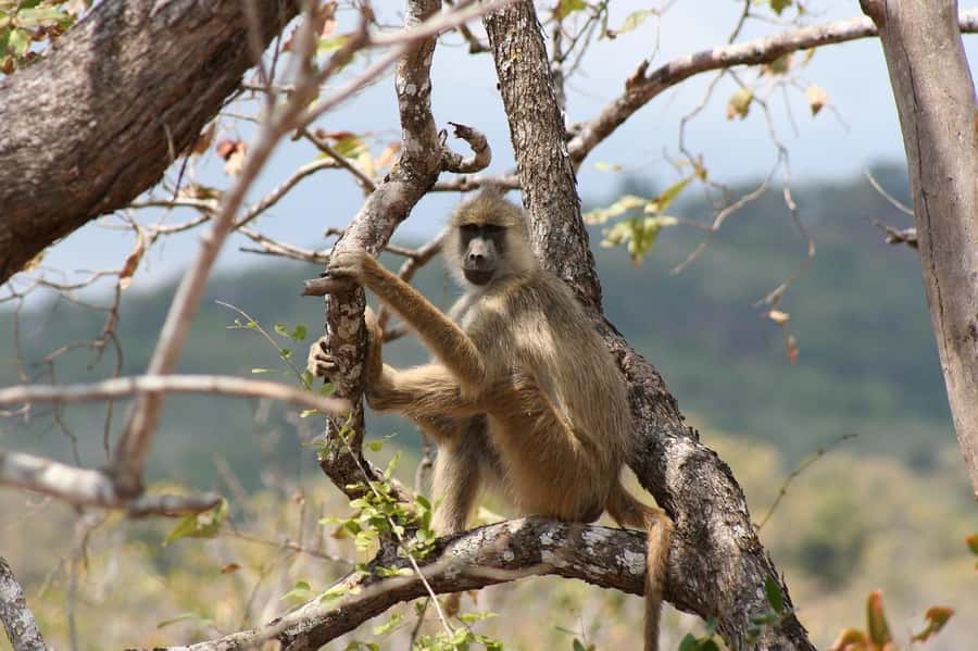 Cheap Tanzania safari: 2 Days Selous from zanzibar - The praise you should pay attention to