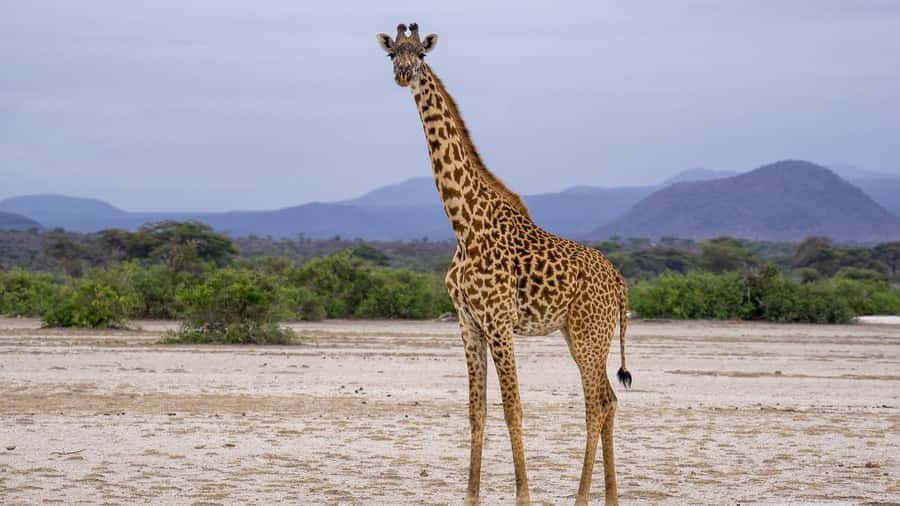 Cheap Tanzania safari: 2 Days Selous from zanzibar - Early morning pickup and the flight to Mtemere