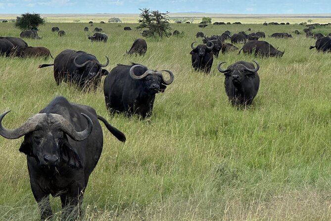 Classic 4-Day Tanzania Safari: Tarangire, Serengeti & Ngorongoro - Three parks, four days, and a lot of ground