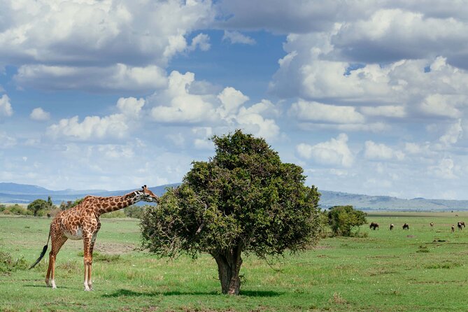 Classic 4-Day Tanzania Safari: Tarangire, Serengeti & Ngorongoro - Day 3: One last Serengeti drive, then the crater rim