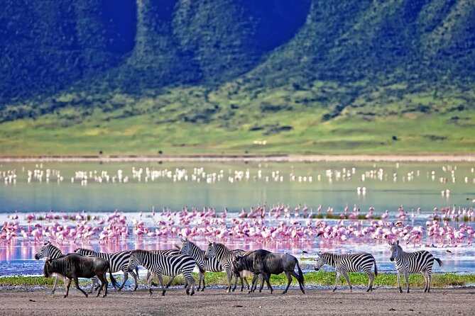 Classic 4-Day Tanzania Safari: Tarangire, Serengeti & Ngorongoro - Day 4: Wildlife inside Ngorongoro Crater