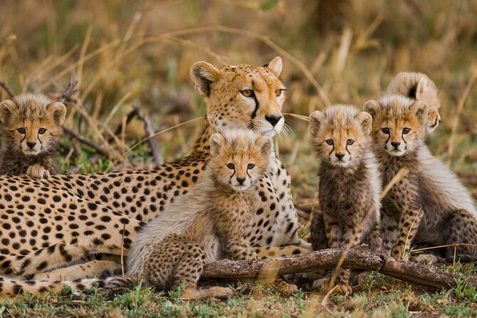 Classic 4-Day Tanzania Safari: Tarangire, Serengeti & Ngorongoro - Guides, vehicles, and the human side of the trip