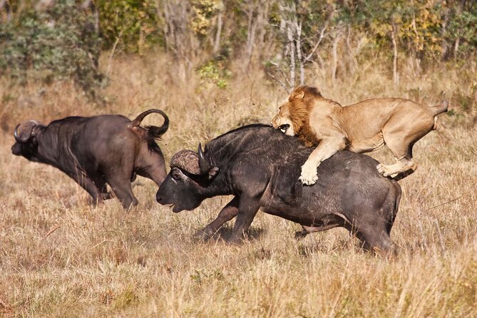 Classic 4-Day Tanzania Safari: Tarangire, Serengeti & Ngorongoro - What the $1,650 price really covers