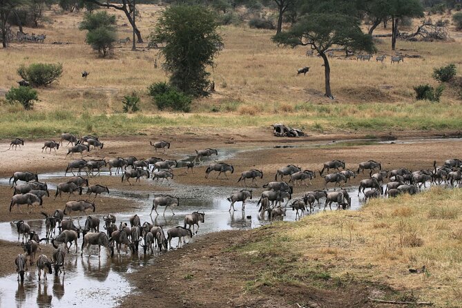 Classic 4-Day Tanzania Safari: Tarangire, Serengeti & Ngorongoro - Who will like this safari most